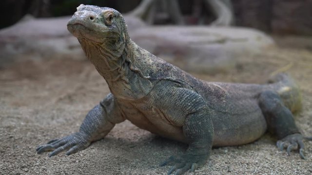 Komodo Dragon (Varanus komodoensis), close up. 