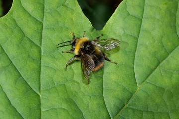 Wiesenhummel, Hummel, Bombus pratorum