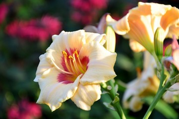 Fototapeta premium Creamy and red daylily in the garden close-up