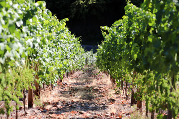 Promenade dans les vignobles