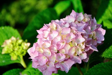 Pink hydrangea in the garden close-up