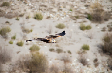Red kite flying its hunting territory.