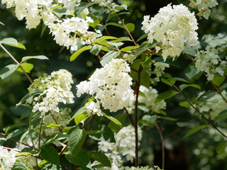 Die Rispen-Hortensie (Hydrangea paniculata)