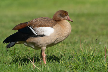 Nile Goose, Alopochen aegyptiaca