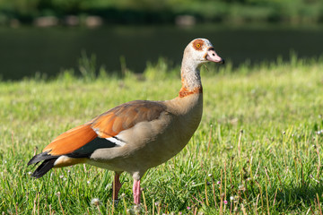 Nile Goose, Alopochen aegyptiaca