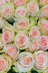 Beige roses background. White roses horizontal seamless pattern. White roses arrangement. vertical photo
