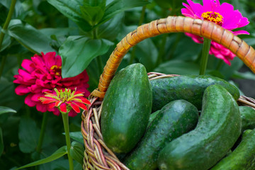 Cucumbers in basket on red flowers background. Summer harvest closeup concept image. Organic diet food