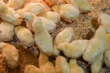 かわいいひよこのイメージ