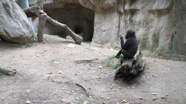 little gorilla sits on a log and eats grass