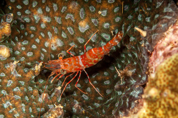Reef shrimp at night, Cinetorhynchus sp.