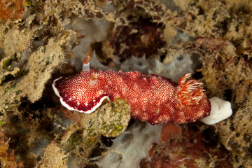 Red-White Chromodoris sea slug, Chromodoris reticulata