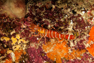 Obraz na płótnie Canvas Reef shrimp at night, Cinetorhynchus sp.