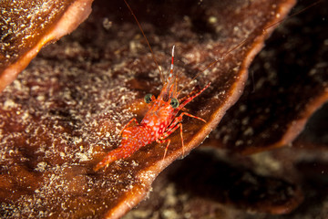 Reef shrimp at night, Cinetorhynchus sp.