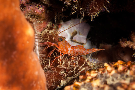 Reef shrimp at night, Cinetorhynchus sp.