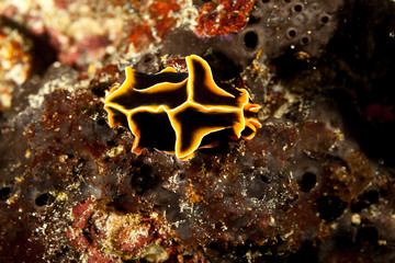 Reticulidia halgerda is a species of sea slug