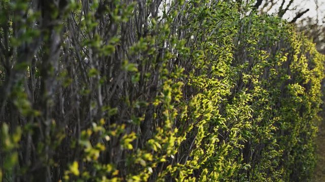 ellow Flowers On Green Plants In Denmark During The Summer 4K