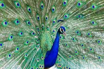 Obraz premium Stunning indian male peacock with open wings showing all its blue eyes over green plumage.