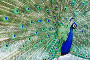 Obraz premium Stunning indian male peacock with open wings showing all its blue eyes over green plumage.