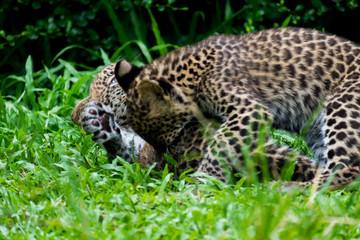 Fototapeta na wymiar couple baby leopard playing in wildlife breeding station.