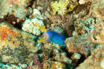 Ribbon eel, Rhinomuraena quaesita, also known as the leaf-nosed moray eel or bernis eel