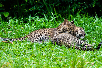 couple baby leopard playing in wildlife breeding station.