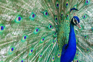 Obraz premium Stunning indian male peacock with open wings showing all its blue eyes over green plumage.