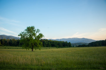Scenic meadow landscape with mountains in background