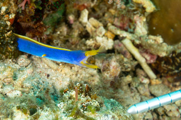 Ribbon eel, Rhinomuraena quaesita, also known as the leaf-nosed moray eel or bernis eel