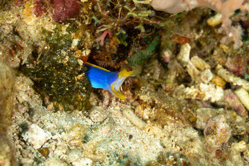 Ribbon eel, Rhinomuraena quaesita, also known as the leaf-nosed moray eel or bernis eel
