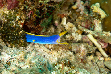Ribbon eel, Rhinomuraena quaesita, also known as the leaf-nosed moray eel or bernis eel