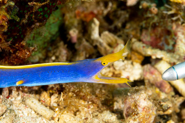 Ribbon eel, Rhinomuraena quaesita, also known as the leaf-nosed moray eel or bernis eel
