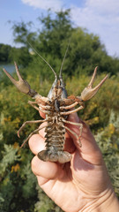 Live crayfish in hand