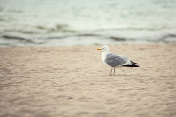 A seagull bird on the beach at sunset