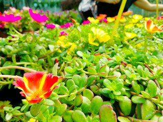 Close Up of Flowers at the Italian Flowers Shop
