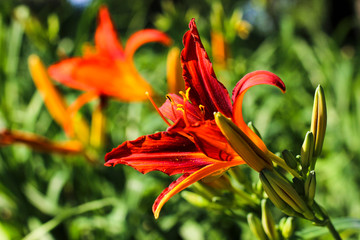 Orange lily flower. Summer flowers. Orange lilies flowers in the garden in summer day. Beautiful summer landscape.Flower background.Flower for postcard beauty decoration and agriculture concept design