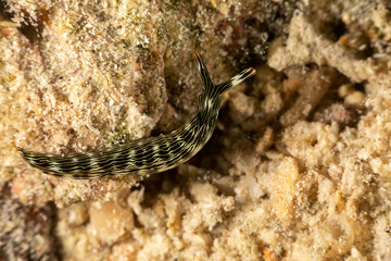 Obraz na płótnie Canvas Sapsucking Slug, Thuridilla gracilis is a species of sea slug, a sacoglossan, a marine gastropod mollusk in the family Plakobranchidae