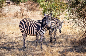 African zebras in Kenya