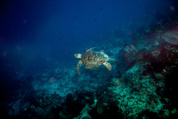 Fototapeta na wymiar The hawksbill sea turtle Eretmochelys imbricata