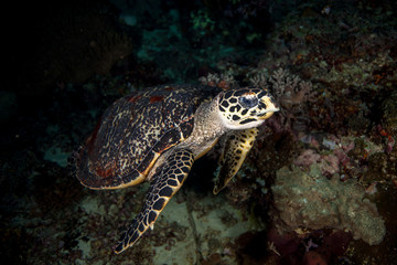 Fototapeta premium The hawksbill sea turtle Eretmochelys imbricata