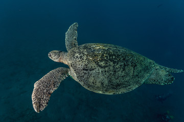 Obraz premium The green sea turtle Chelonia mydas