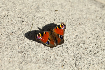 European peacock, Aglais io, sitting on granite