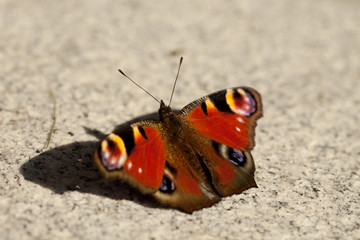 European peacock, Aglais io, sitting on granite