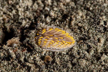 Cerberilla sp. is a species of sea slug, an aeolid nudibranch, a marine heterobranch mollusc in the family Aeolidiidae