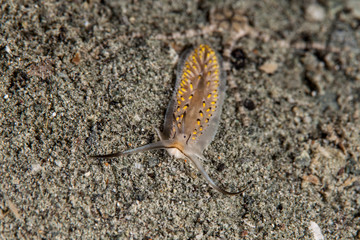 Cerberilla sp. is a species of sea slug, an aeolid nudibranch, a marine heterobranch mollusc in the family Aeolidiidae