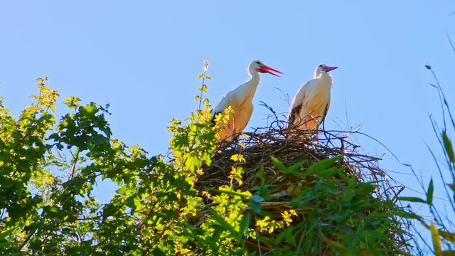 Storch. Zwei St&ouml;rche sitzen in ihrem Nest	