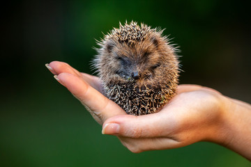 Love nature, little hedgehog staying in a hand © lnichetti