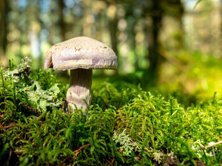 A blurry background version, wild mushrooms in the forest, autumn is the time of mushroom gathering, Latvia