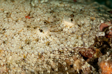Flatfish is a member of the order Pleuronectiformes of ray-finned demersal fishes
