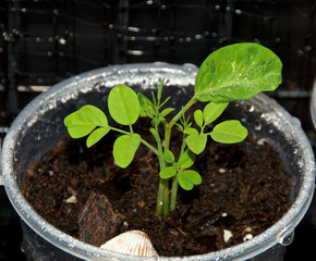looking down at young moringa tree with its first leaves growing in container. Moringa is known as a superfood.