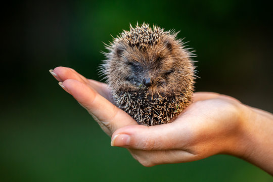 Love nature, little hedgehog staying in a hand